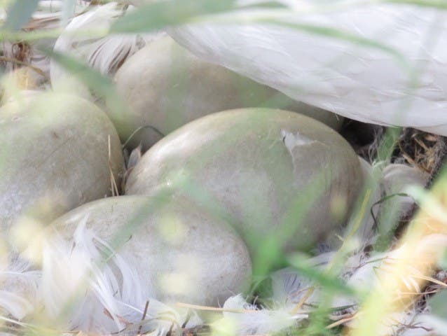 Vier Eier lagen insgesamt im Nest.