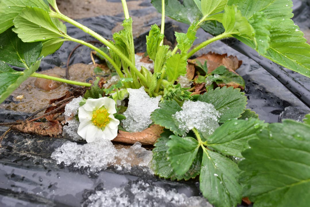 Eine Erdbeerpflanze im Schnee
