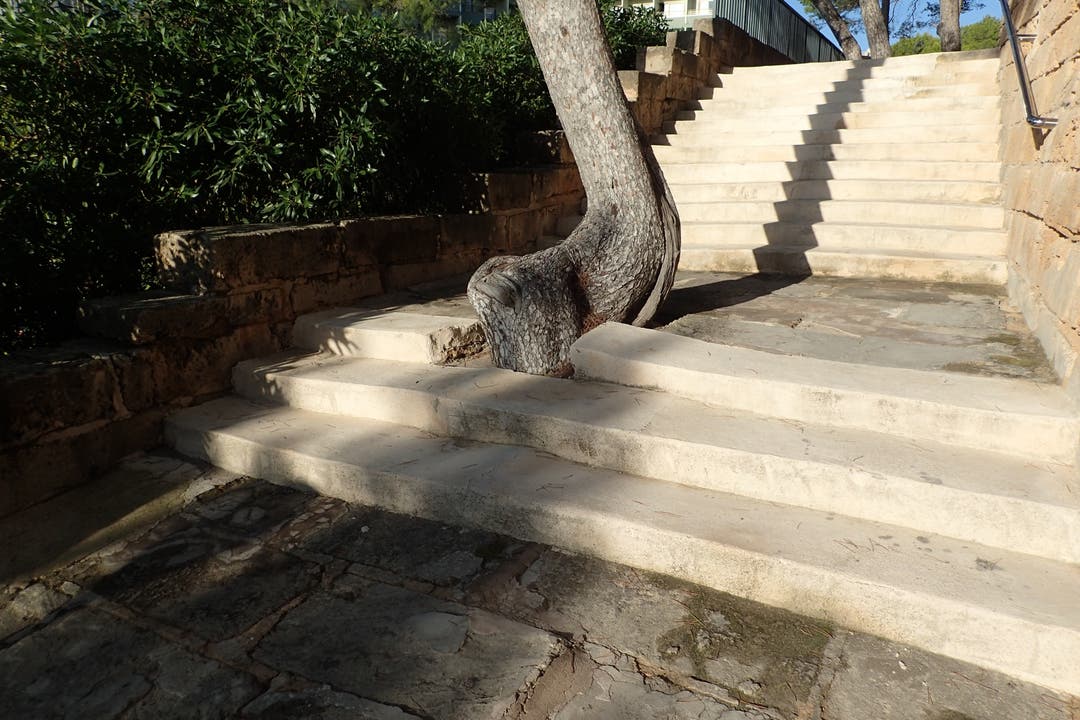 undefined Was war zuerst, der Baum oder die Treppe? Gesehen in Mallorca.