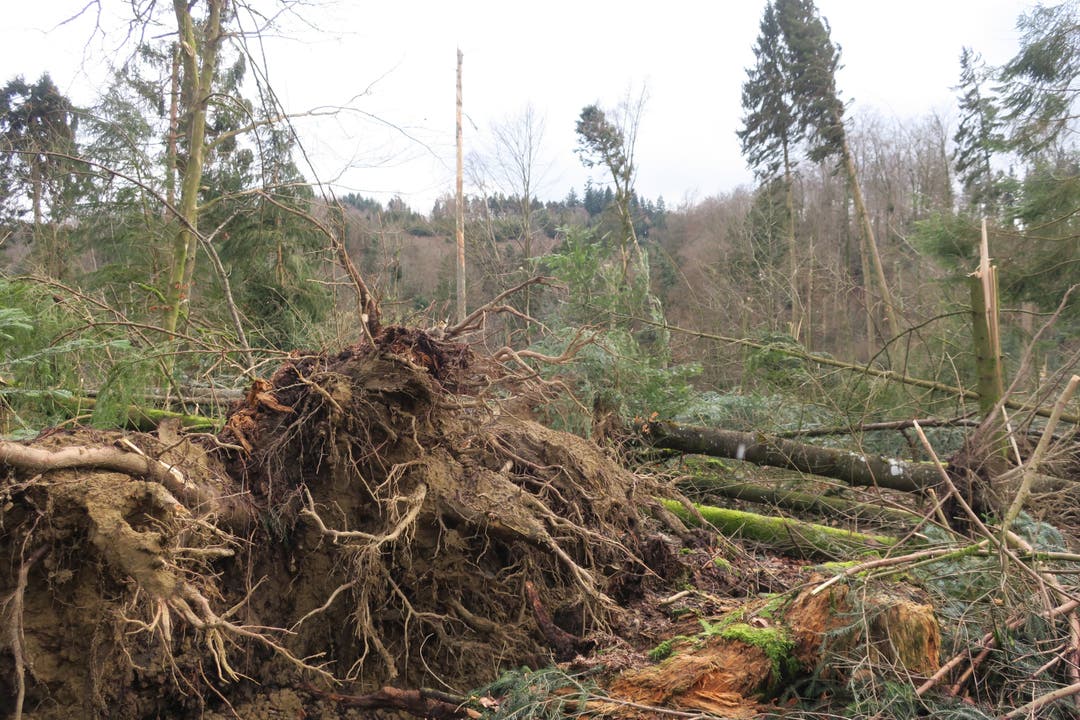 Sturmschäden im Forstgebiet Kölliken-Safenwil nach den Stürmen Burglind und Evi