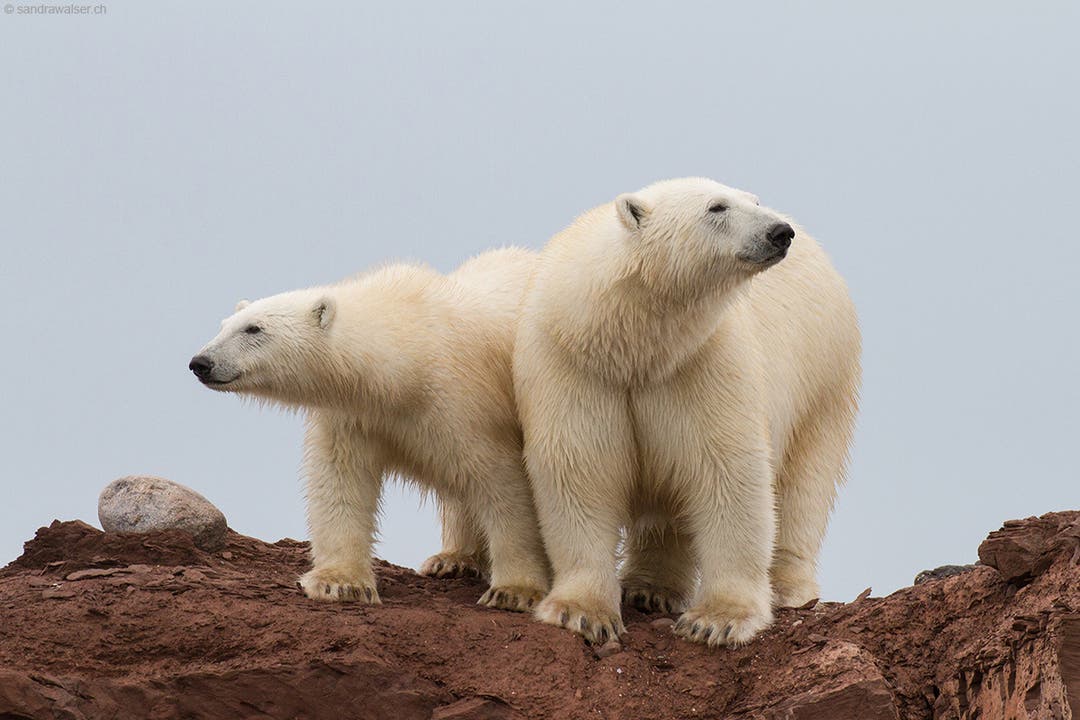 Spitzbergen - Eisbärenmutter mit Jungem klein