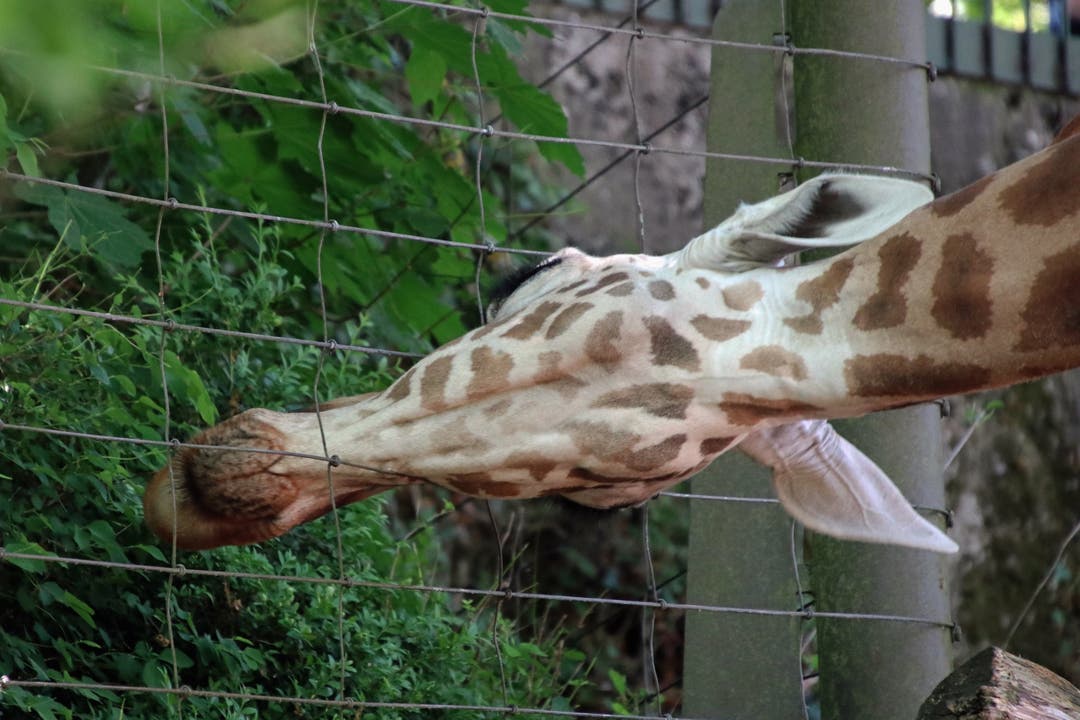undefined Giraffe am stibitzen
