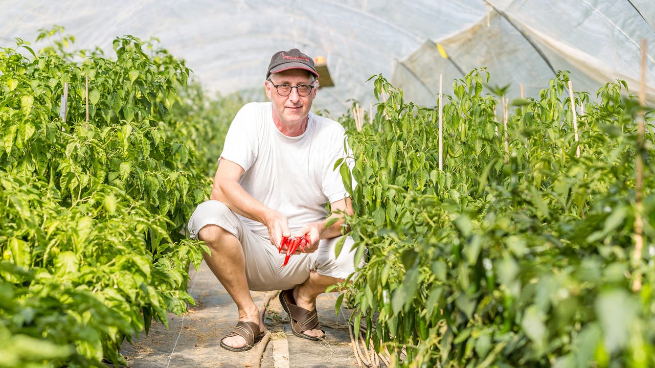 Erich Fischer betreibt in Stetten eine Chili-Plantage