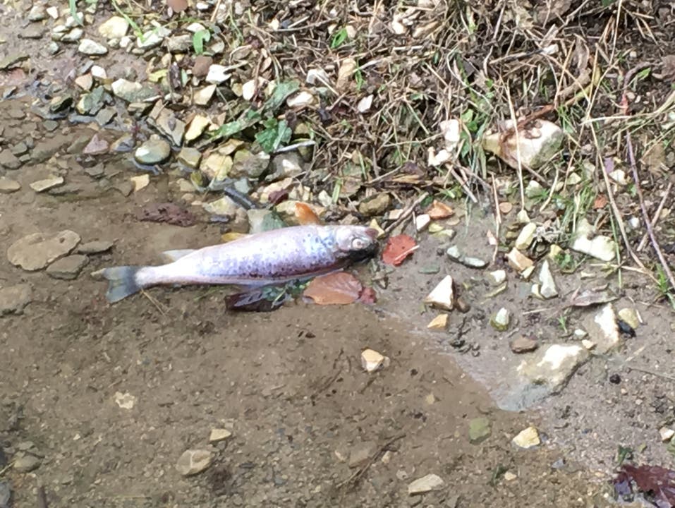 Die Fische wurden am Mittwochmorgen gefunden.