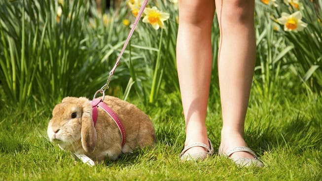Kaninchen sind beliebte Haustiere. Und gerade im Frühjahr geniessen die Nager den Auslauf im saftiggrünen Gras.