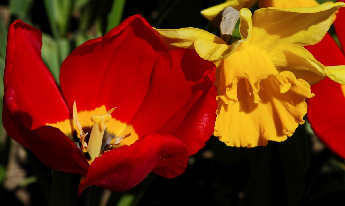 undefined Blühendes Miteinander: Osterglocke schmiegt sich an Tulpe