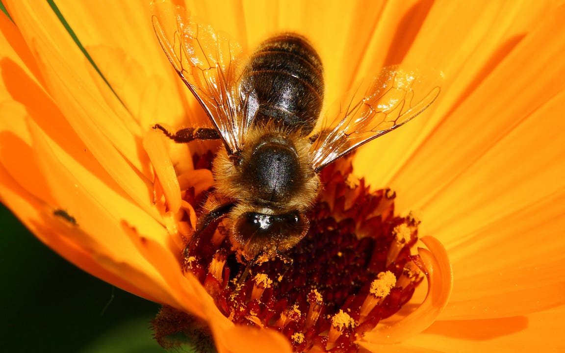 undefined Eine Biene holt sich Nektar aus einer Ringelblume