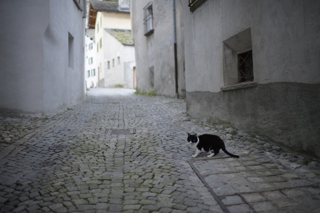Eine Katze auf der Strasse in Bondo.