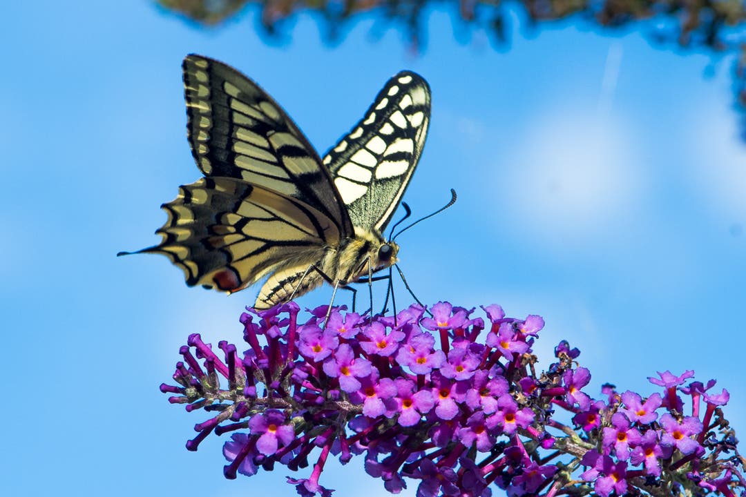 undefined Der Schwalbenschwanz-Schmetterling geboren aus der "Rüebliraupe"