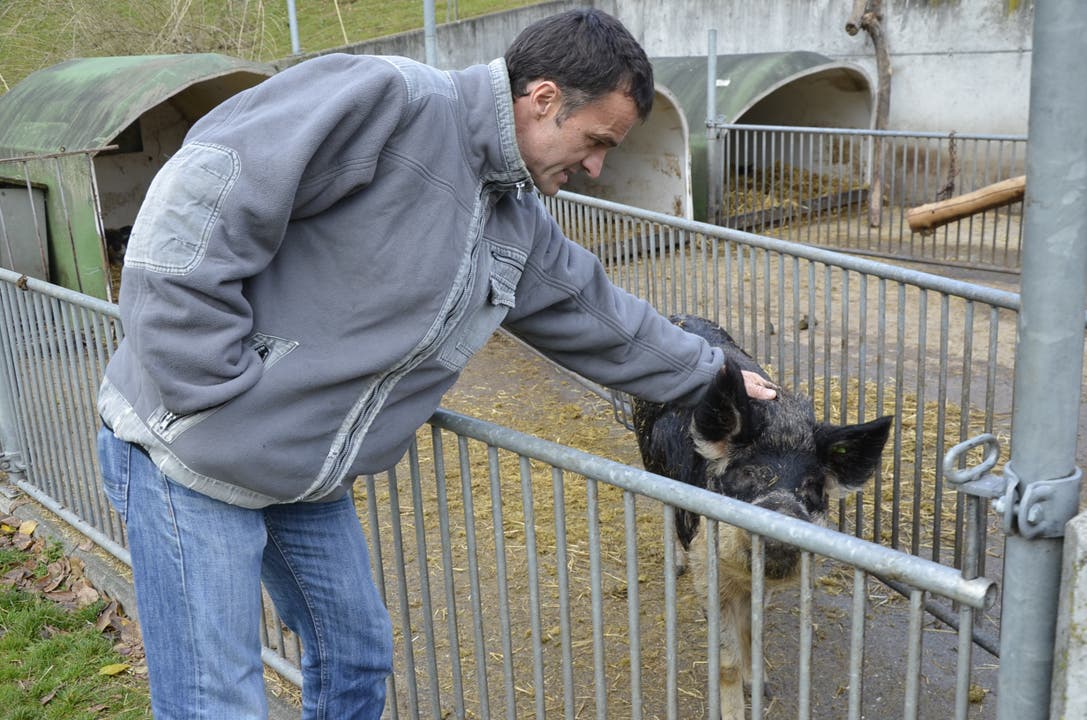 Der Bauernhof als Themenpark Der Hof Kasteln in Oberflachs setzt auf Bio, innovative Traubensorten und Unterhaltung; Landwirt Bruno Stadler mit einem seiner Wollschweine