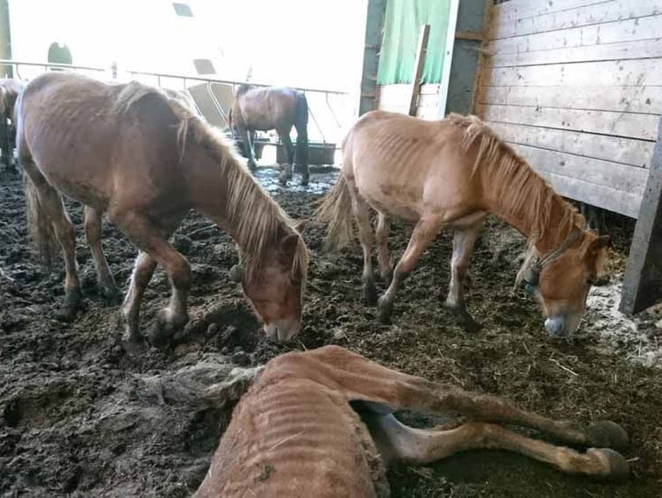 Mit Bildern wie diesem hat eine ehemalige Mitarbeiterin Anklage gegen den verurteilten Tierquäler erhoben. Zahlreiche Pferde waren bis auf die Knochen abgemagert.