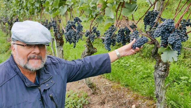 Nicht alles ist erfroren: Peter Rey, Leiter der Aargauer Fachstelle Weinbau, mit schönen Blauburgunder-Trauben im Rebberg von Pirmin Umbricht in Untersiggenthal.