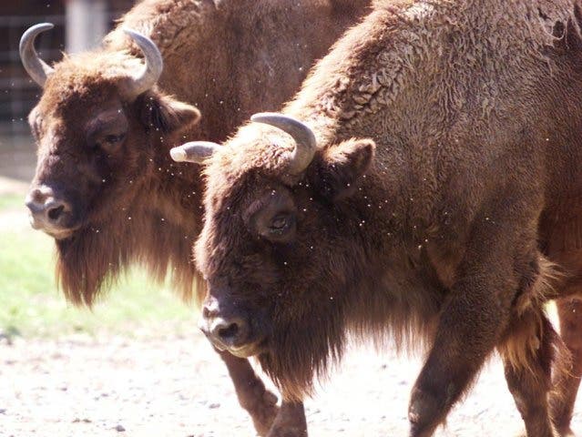 Der Wisent, das europäische Gegenstück zum amerikanischen Bison, könnte im Naturpark Thal wieder eine Heimat finden. Urrinder gelten in der Schweiz seit rund 1000 Jahren als ausgestorben.