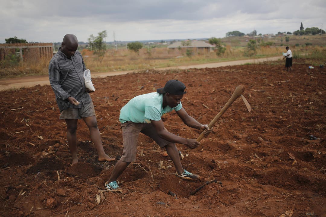 Impressionen aus Simbabwe Bauern pflanzen in der Nähe von Harare Mais auf einem kleinen Stück Land an.