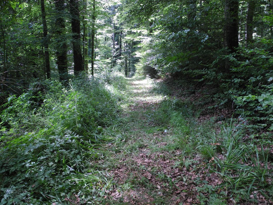 Der Friedwald in Oberramsern ...dann geht es über den Kiesweg weiter...