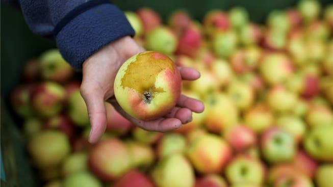 Apfel mit Frostschaden: Im April wurden die Schweizer Apfelbauern von einer Kältewelle getroffen GIAN EHRENZELLER/Keystone