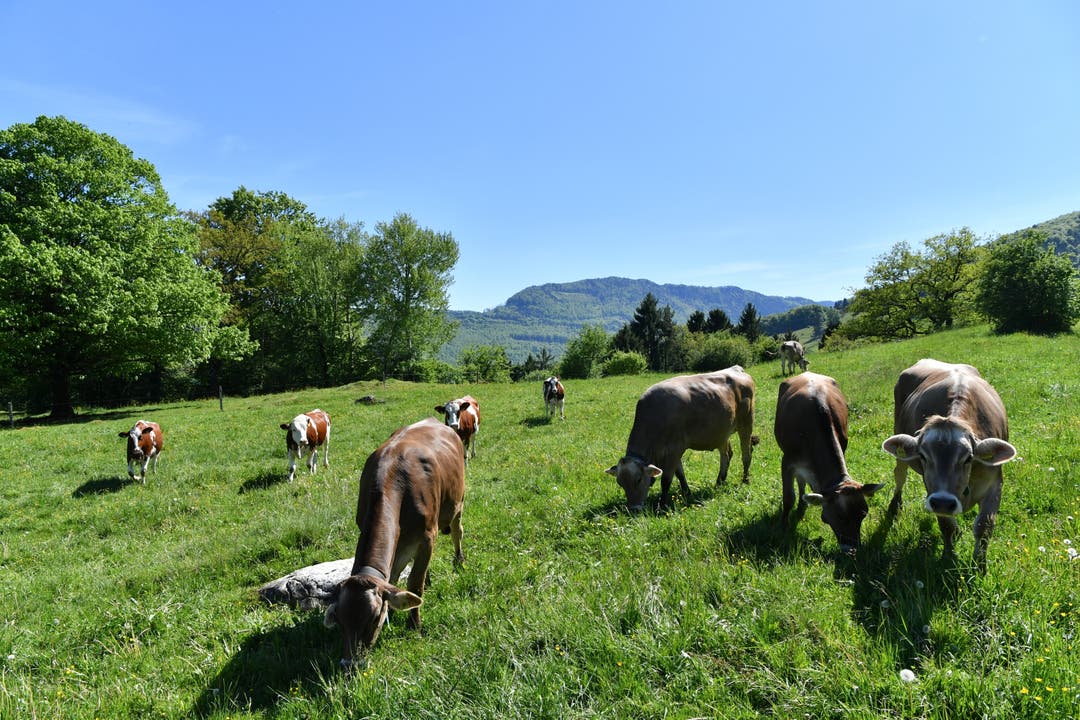 Alphirte Christian Tschumi übersommert neben seinen zwölf eigenen Kühen zusätzlich noch 74 Rinder von verschiedenen Bauern aus der Region und bis in den Kanton Zürich.