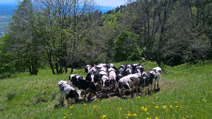 Kühe weiden am Fuss des Bettlachstocks