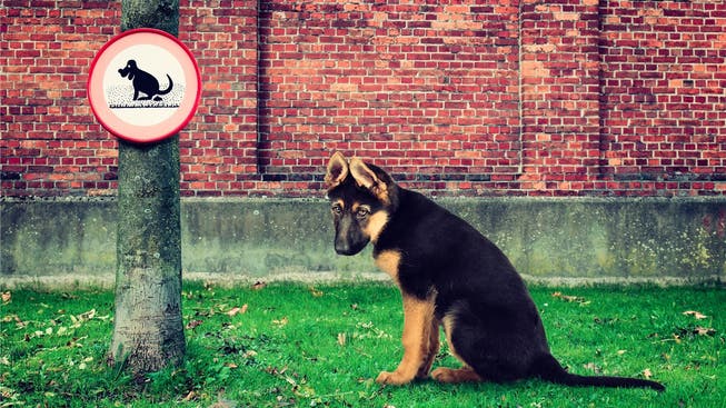 Wenn Hunde auf öffentlichen Plätzen ihr Geschäft verrichten, stehen ihre Besitzer in der Verantwortung, die Hinterlassenschaft zu beseitigen.Symbolbild/Keystone