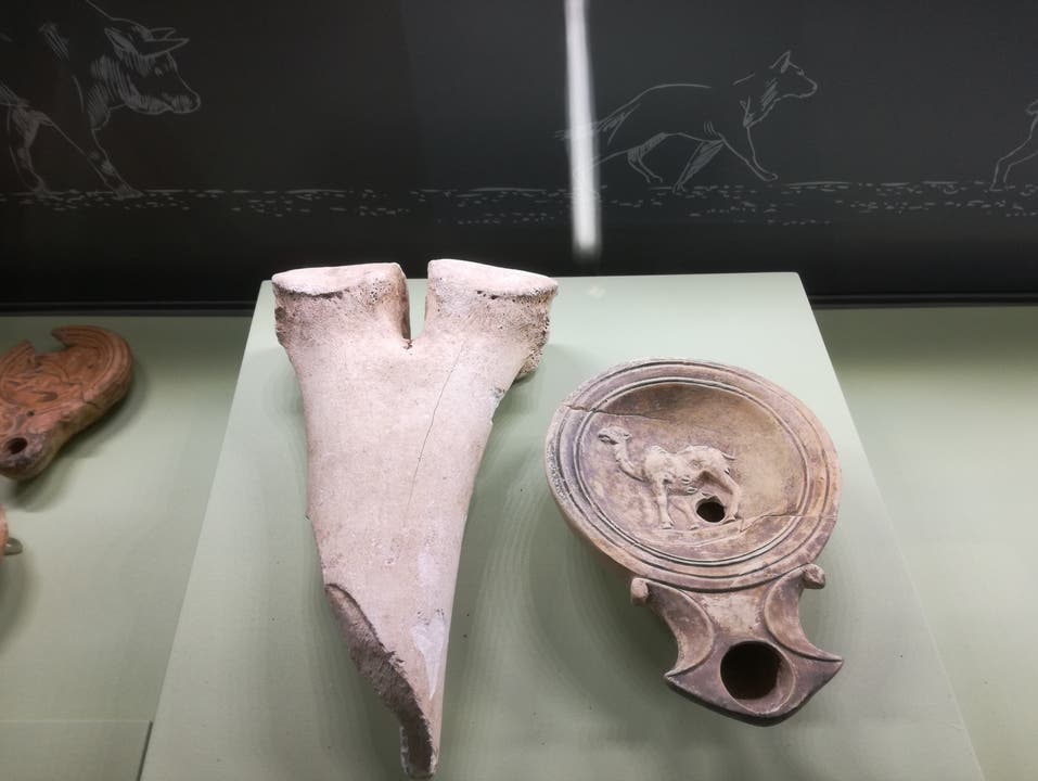 Römertag 2018 Am Römertag 2018 gibt's unter anderem einen Kamelknochen und Original-Dokumente im Vindonissa Museum in Brugg zu sehen.