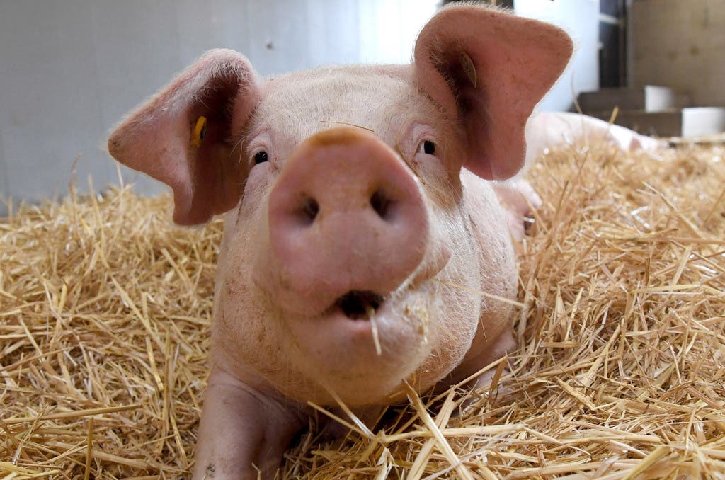 Schwein ist 115 Prozent teurer.