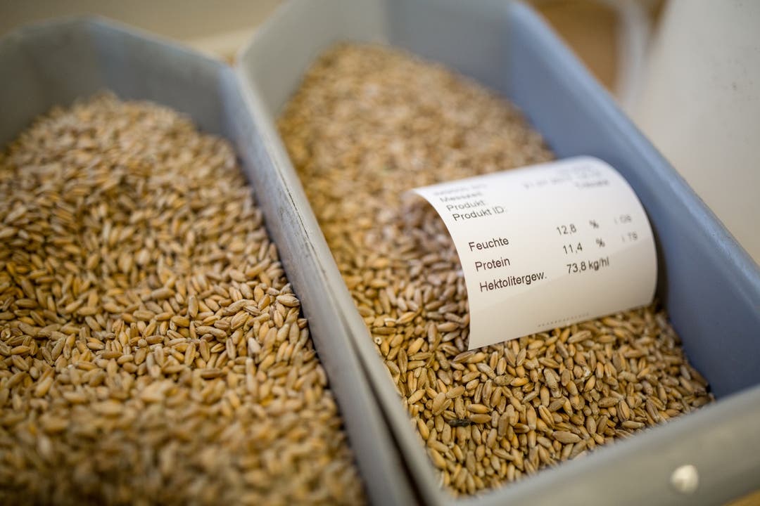 Bei jeder Getreideannahme wird die Qualität des Korns gemessen. Zuvor durchläuft das Getreide einen Magnetapparat, eine Reinigungsmaschine und eine Waage.