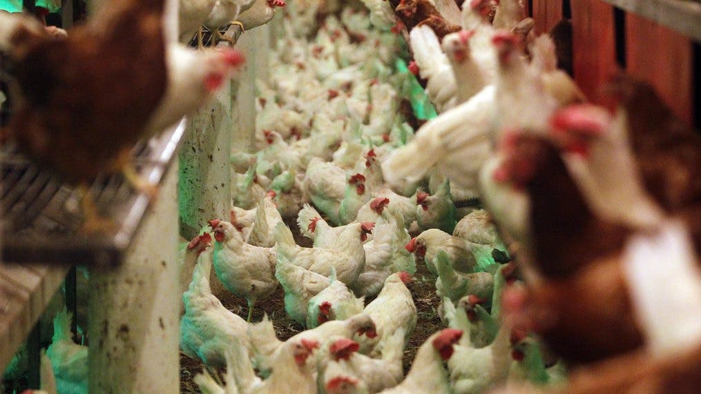 Jede dritte Legehenne der Schweiz (im Bild die Hühner eines Produzenten in Malters) lebt in Betrieben mit mehr als 12'000 Tieren.