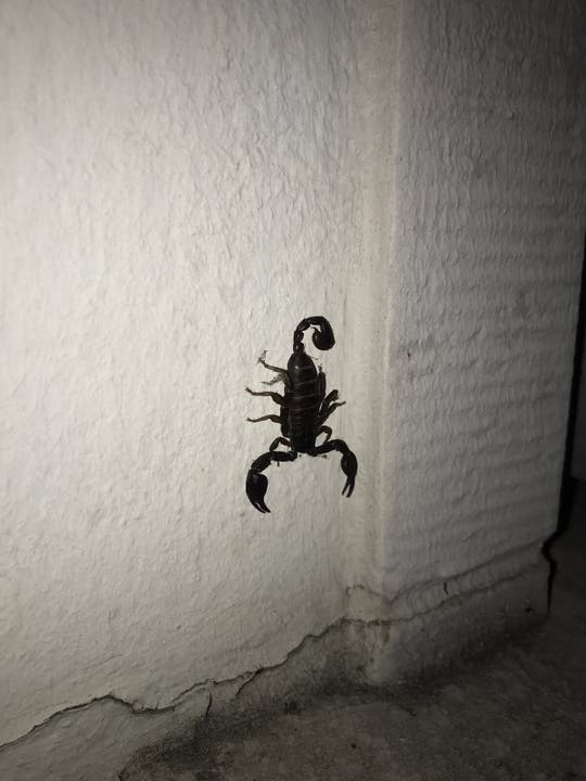 Winterthur, 19. August An einer Hausfassade an der Zürcherstrasse wurde ein kleiner Skorpion aufgefunden. Laut einem Experten handelt es sich beim Tier um ein mutmasslich aus dem Tessin oder Italien eingebrachtes Spinnentier. Die Polizei konnte den Skorpion dem Tierrettungsdienst übergeben.