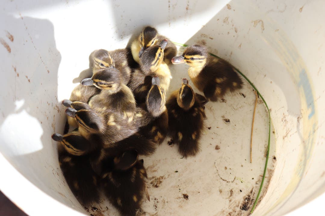 Entenfamilie Die Küken werden getrennt vom Muttertier eingefangen und am Dättwiler Weiher wieder freigelassen.