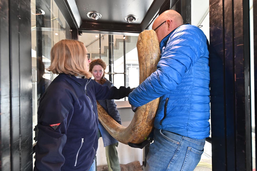 Der Mammutzahn wird von seinem alten Standort im Naturmuseum ins neue Haus der Museen gezügelt. Umzug Haus der Museen Olten 03-2019