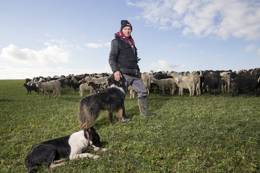 Schäfer Fabrizio Franchesi läuft von November bis März mit der Schafherde durch das See- und Reusstal.