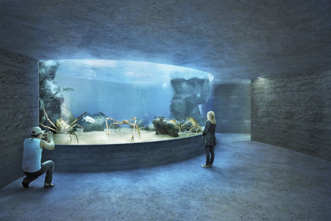 Ozeanium des Zolli Basel: Das Projekt «Seacliff» hat den Architekturwettbewerb gewonnen.