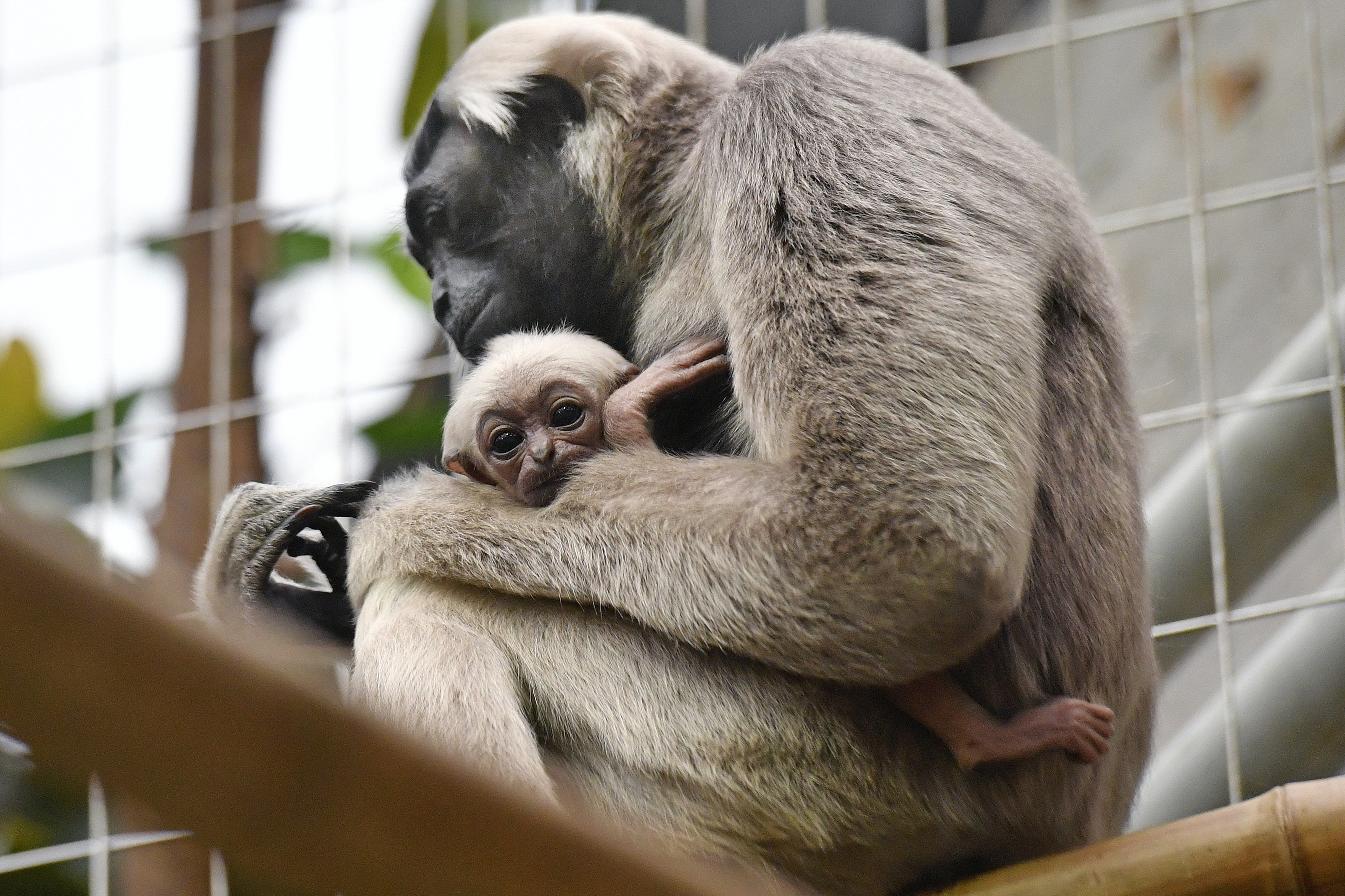 Bildstrecke - Junge Affen Zoo Zürich Januar 19
