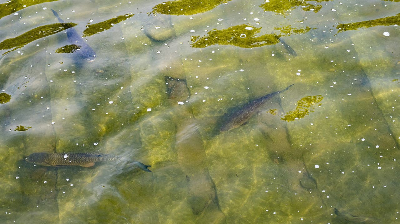 Fischsterben in der Region Basel: Einige Fische trotzen der Hitze