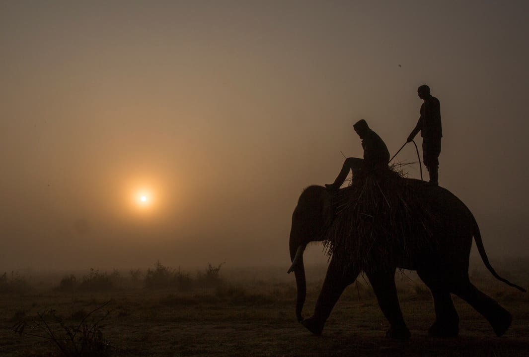 Ein Mann auf einem Elefant in Nepal