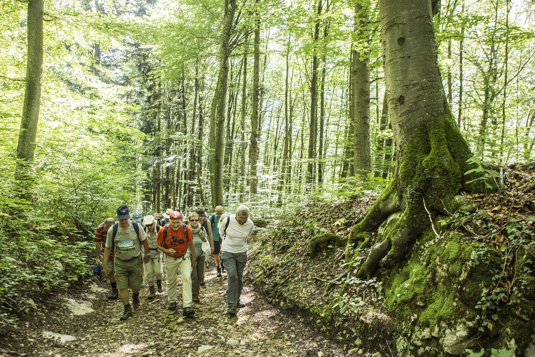 AZ Leserwandern 2018, 9. Etappe, Trimbach Durch den kühlen Wald.