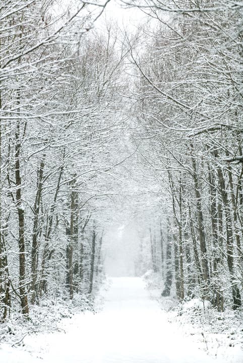 Wintereinbruch Aargau Impressionen vom ersten Schnee auf der Baldegg in Baden. Fotografiert am 10. Januar 2019.