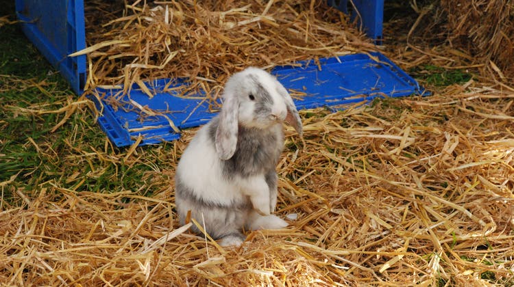 Kaninchen aus Deptford – Kinder sind nüchtern denkende Biester
