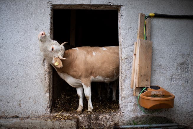 Hornkühe sind in der Schweiz rar geworden: Die Initianten sagen, eine von zehn Kühen trage Hörner.Gian Ehrenzeller/Keystone