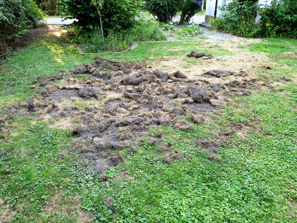Wildschwein gräbt in Privatgarten
