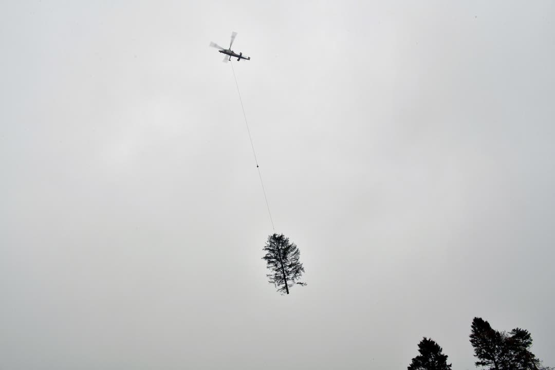  Dann wird der Baum durch die Luft geflogen