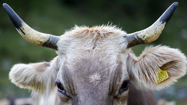 Die Hörner der Kuh sind ein Politikum – und werden jetzt zur Businessidee.