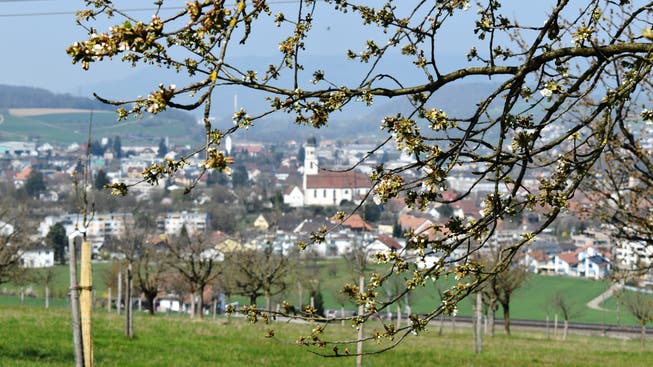 Jeden Tag öffnen sich die Knospen mehr: Die Kirschbäume oberhalb von Frick stehen kurz vor der Blüte.