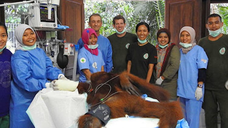 «Sie haben eine Chance verdient»: Warum ein Schweizer Arzt in Indonesien Orang-Utans operiert