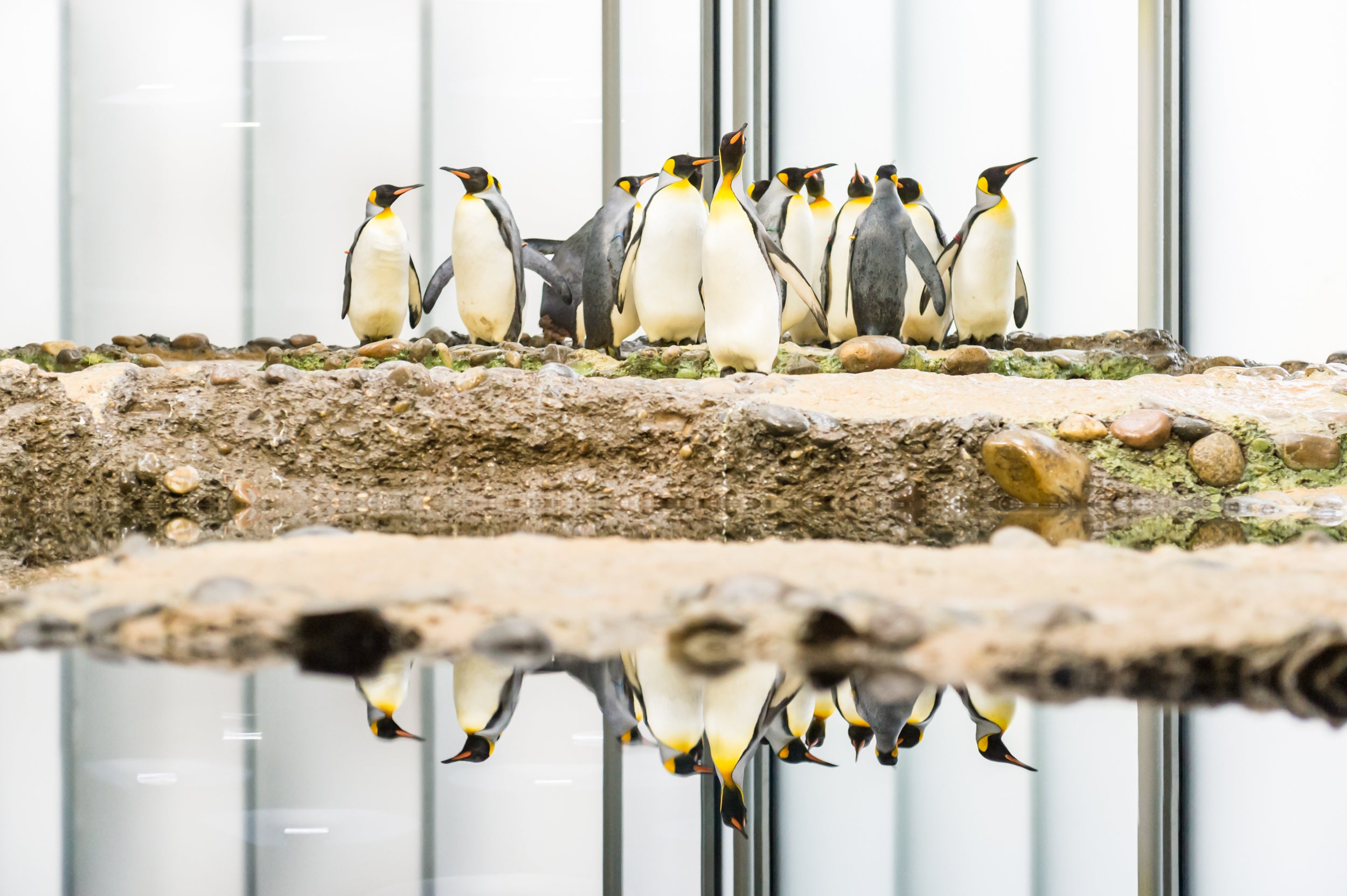 Bildstrecke - Zoo Basel: Die Pinguine Sind Zurück!