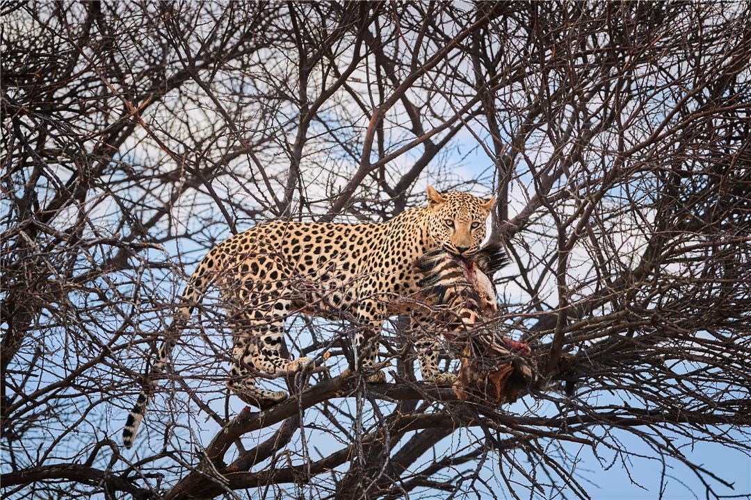 Mahlzeit in luftigen Höhen. Ein Leopard auf einer Akazie verzehrt die Überreste einer Antilope .