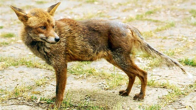 Dieser Fuchs ist an Räude erkrankt, das Fell hat er sich abgekratzt. (Archiv)