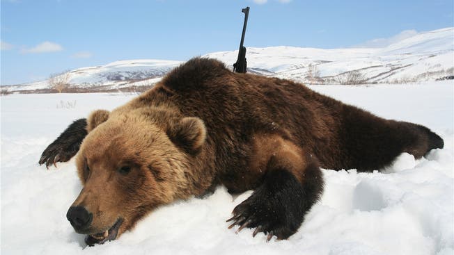 Beziehungspflege nach russischer Art: Man geht zusammen Bären jagen. Mittendrin: Ein Schweizer Ermittler.