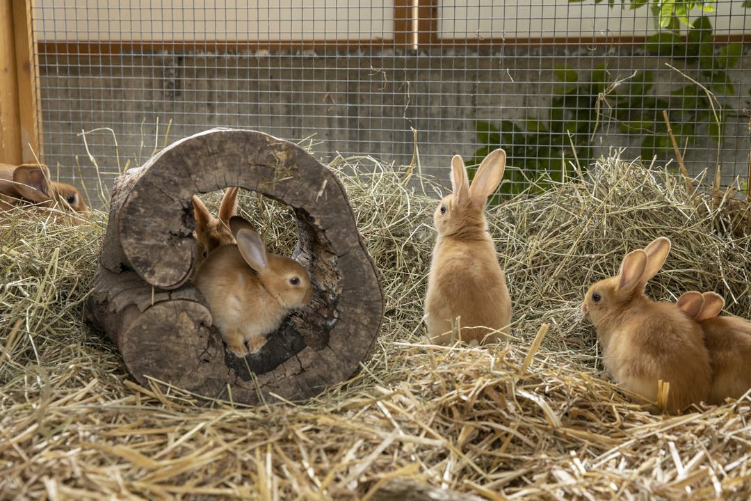 Angekommen in ihrer Ausstellungsbox zogen sich die kleinen Kaninchen zuerst zurück in den hohlen Baumstamm.
