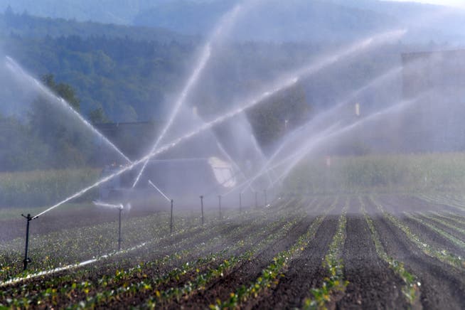 Auch die Felder von Gemüsebauer Müller in Niederbuchsiten müssen bewässert werden. Das Wasser wird noch direkt aus der Dünnern abgepumpt.